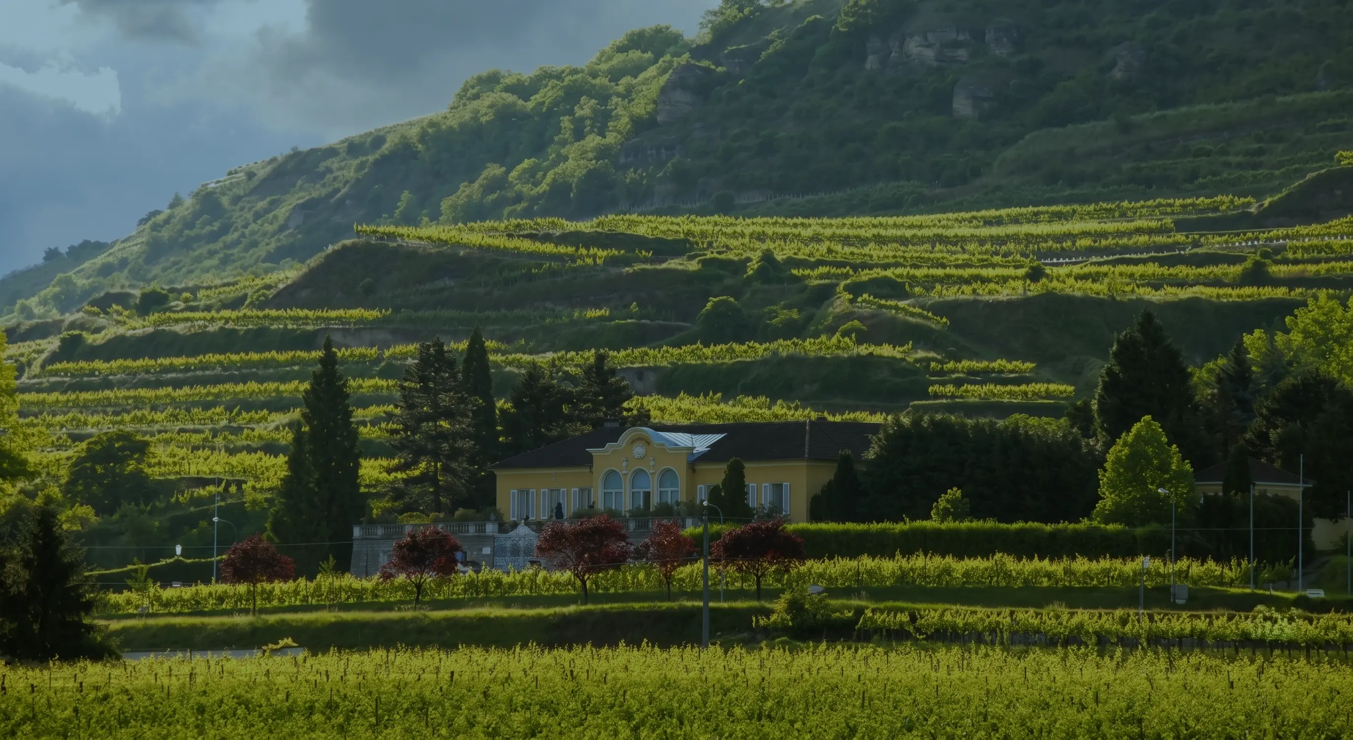 Vitikultur Moser mit den terrassierten Weinbergen in Rohrendorf bei Krems